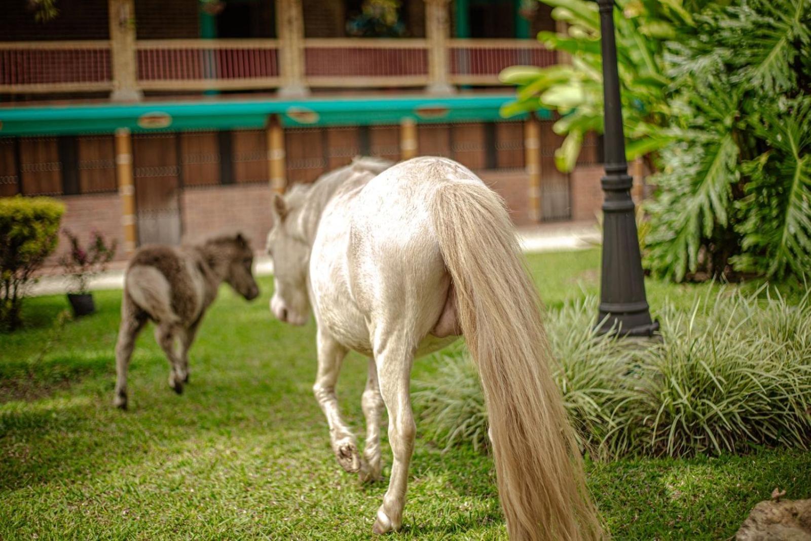 Finca Hotel El Diamante Calarca Luaran gambar